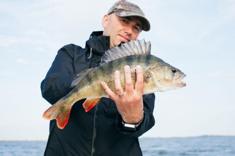 lure fishing for perch