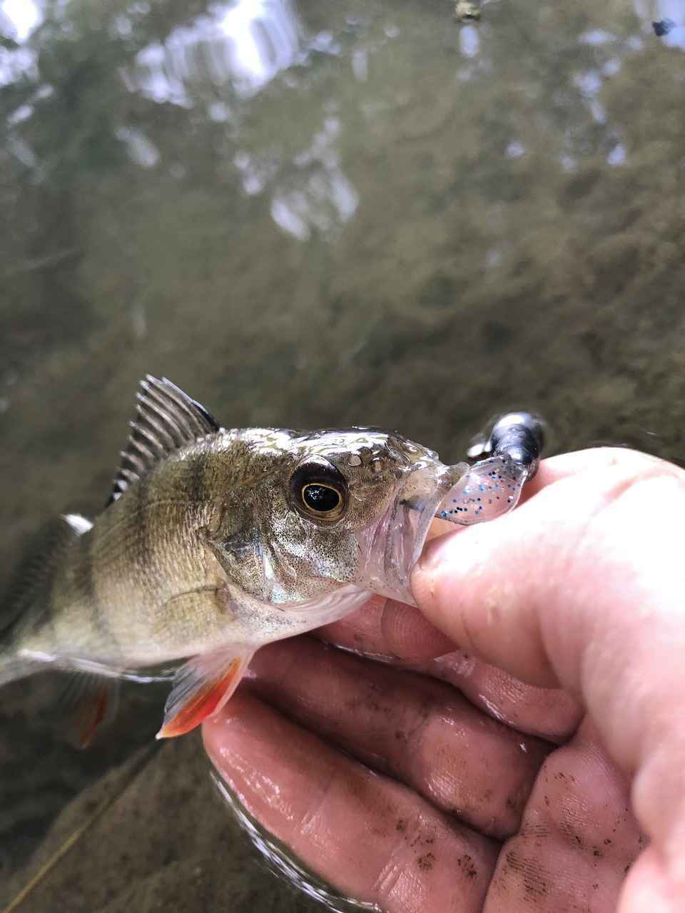 Soft lure fishing techniques for pike perch