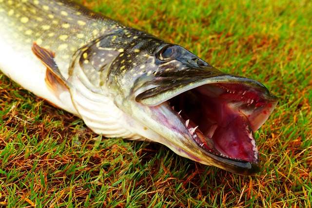 Rapala Pike Gag Disgorger For Easy Unhooking Pike Predator Fishing