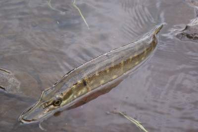 Pike caught in a flooded river. Lure fishing in floods