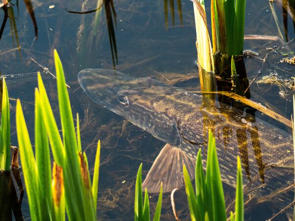 Pike fishing on river yare 2