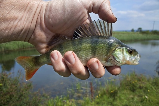 lure fishing by bike perch